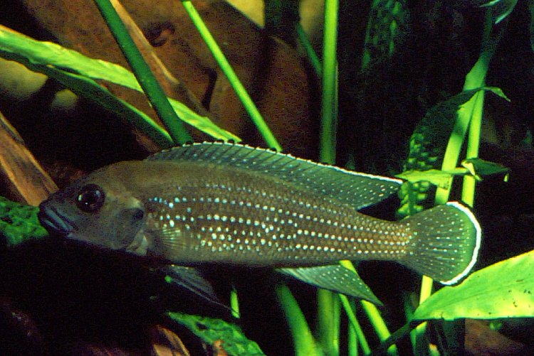 Lamprologus congoensis